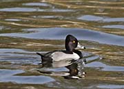 Picture/image of Ring-necked Duck