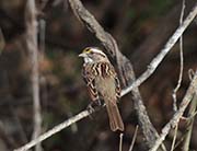 Picture/image of White-throated Sparrow