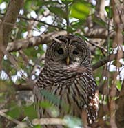 Picture/image of Barred Owl