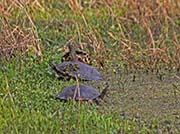 Picture/image of Northern Lake Pontchartrain