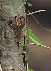 Picture/image of New Orleans Area