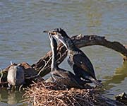 Picture/image of White-breasted Cormorant