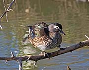 Picture/image of Wood Duck