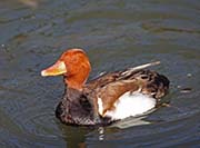 Picture/image of Red-crested Pochard