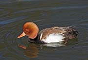 Picture/image of Red-crested Pochard