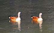 Picture/image of South African Shelduck