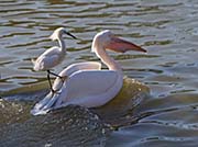 Picture/image of Pink-backed Pelican
