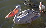 Picture/image of Pink-backed Pelican