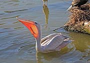 Picture/image of Pink-backed Pelican