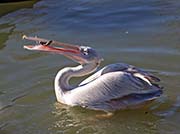 Picture/image of Pink-backed Pelican