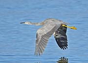 Picture/image of White-faced Heron