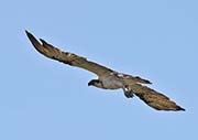 Picture/image of Osprey