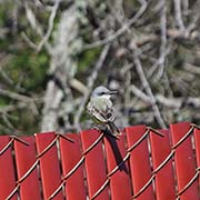 Picture/image of Tropical Kingbird