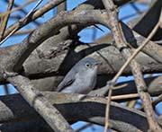 Picture/image of Blue-gray Gnatcatcher