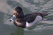 Picture/image of Ring-necked Duck