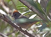 Picture/image of Green-tailed Towhee