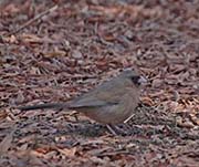 Picture/image of Abert's Towhee