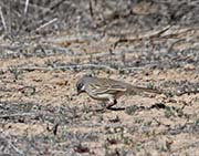 Picture/image of Sagebrush Sparrow