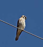 Picture/image of American Kestrel