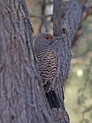 Picture/image of Northern Flicker