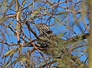 Picture/image of Greater Roadrunner