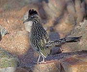 Picture/image of Greater Roadrunner