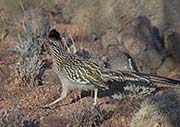 Picture/image of Greater Roadrunner