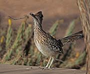 Picture/image of Greater Roadrunner
