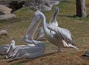 Picture/image of Pink-backed Pelican