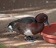 Picture/image of Ferruginous Duck