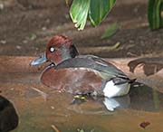 Picture/image of Ferruginous Duck