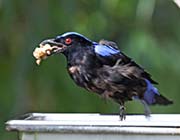 Picture/image of Asian Fairy-bluebird