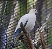 Picture/image of Torresian Imperial Pigeon