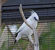 Picture/image of Bali Myna