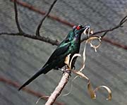 Picture/image of Metallic Starling