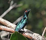Picture/image of Metallic Starling