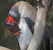 Picture/image of King Vulture