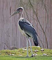 Picture/image of Marabou Stork