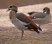 Picture/image of Egyptian Goose