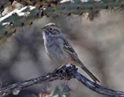 Picture/image of Brewer's Sparrow