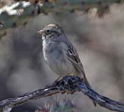 Picture/image of Brewer's Sparrow