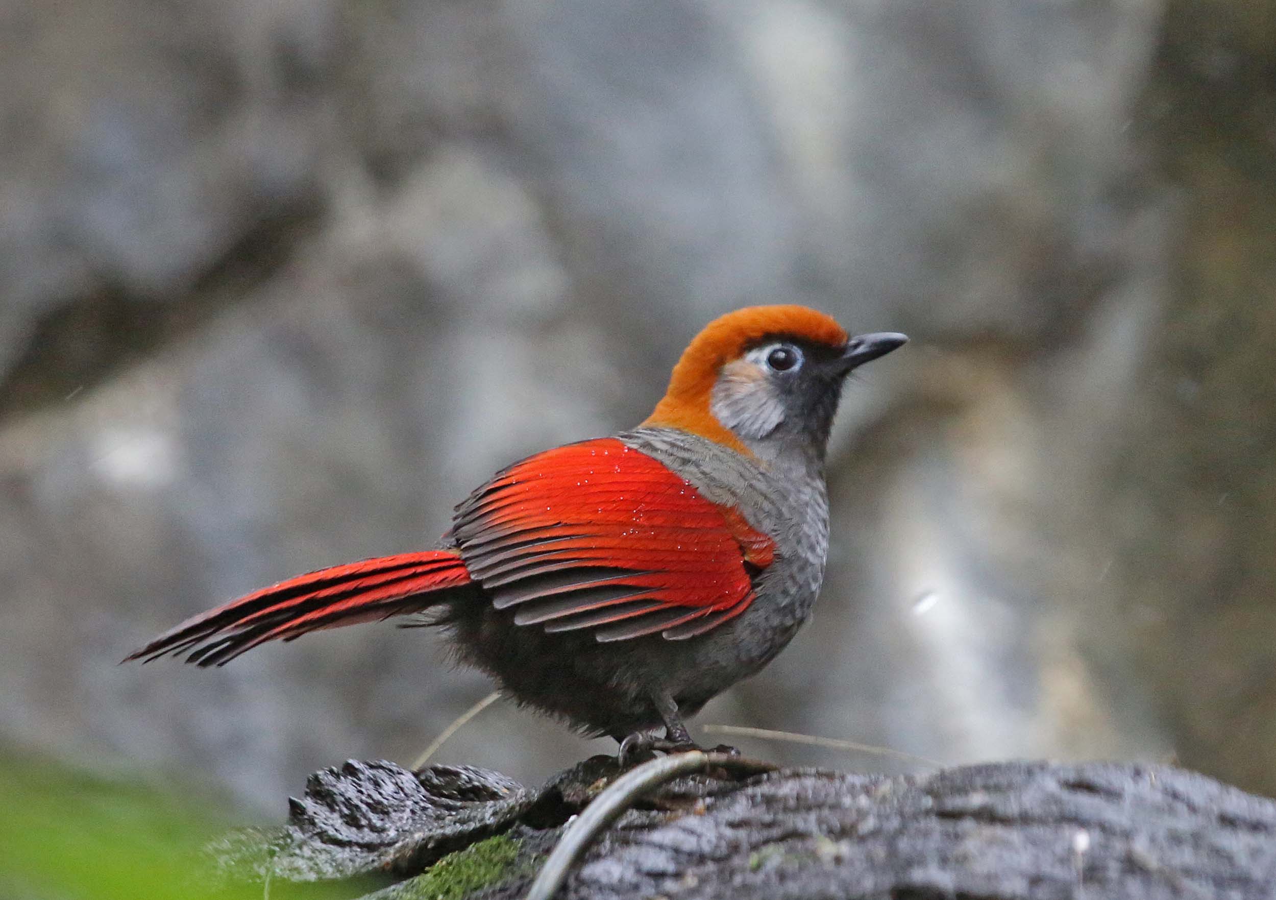 Pictures on Red-tailed Laughingthrush