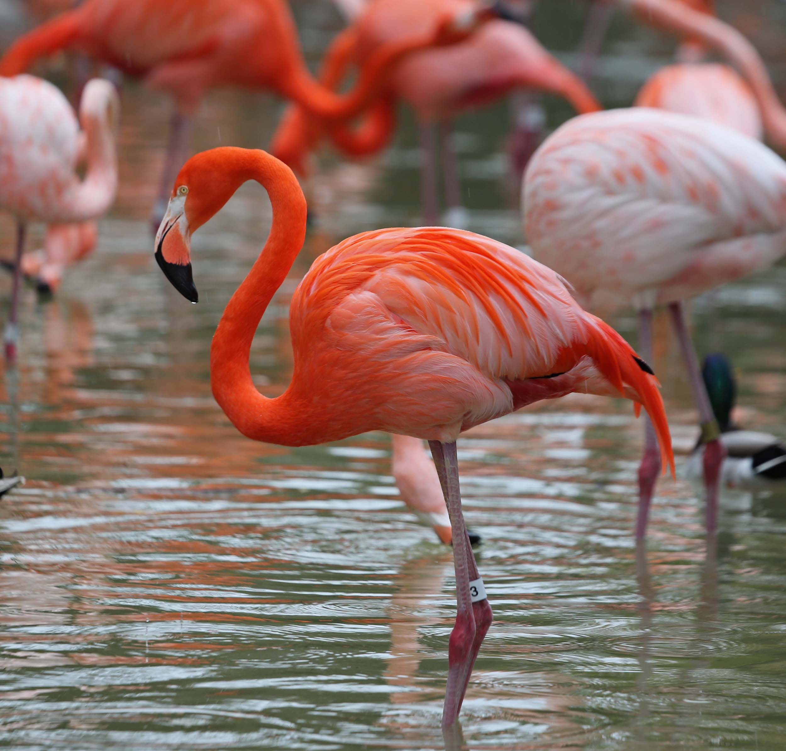 Pictures And Information On American Flamingo Pictures And Information On American Flamingo
