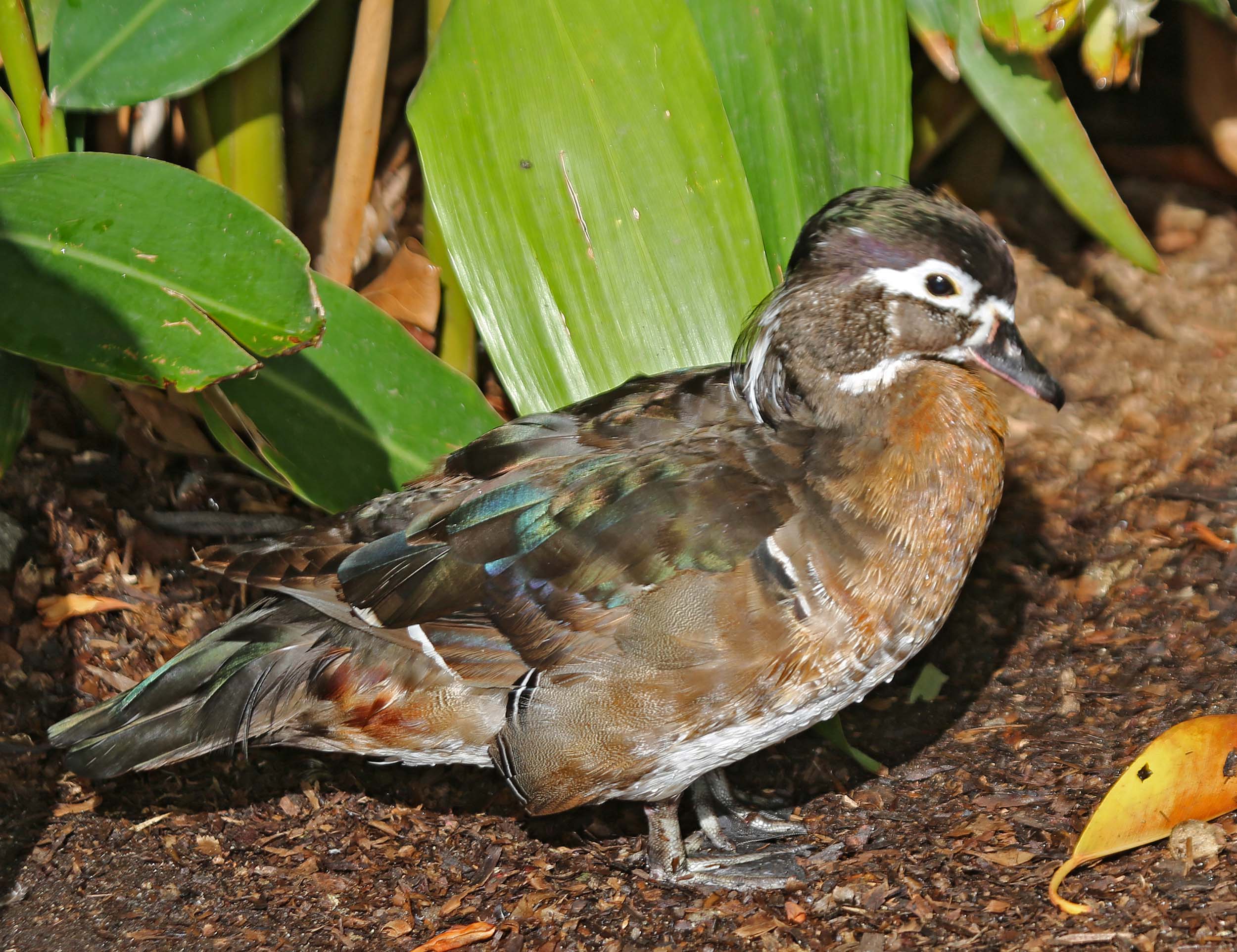 Pictures and information on Wood Duck