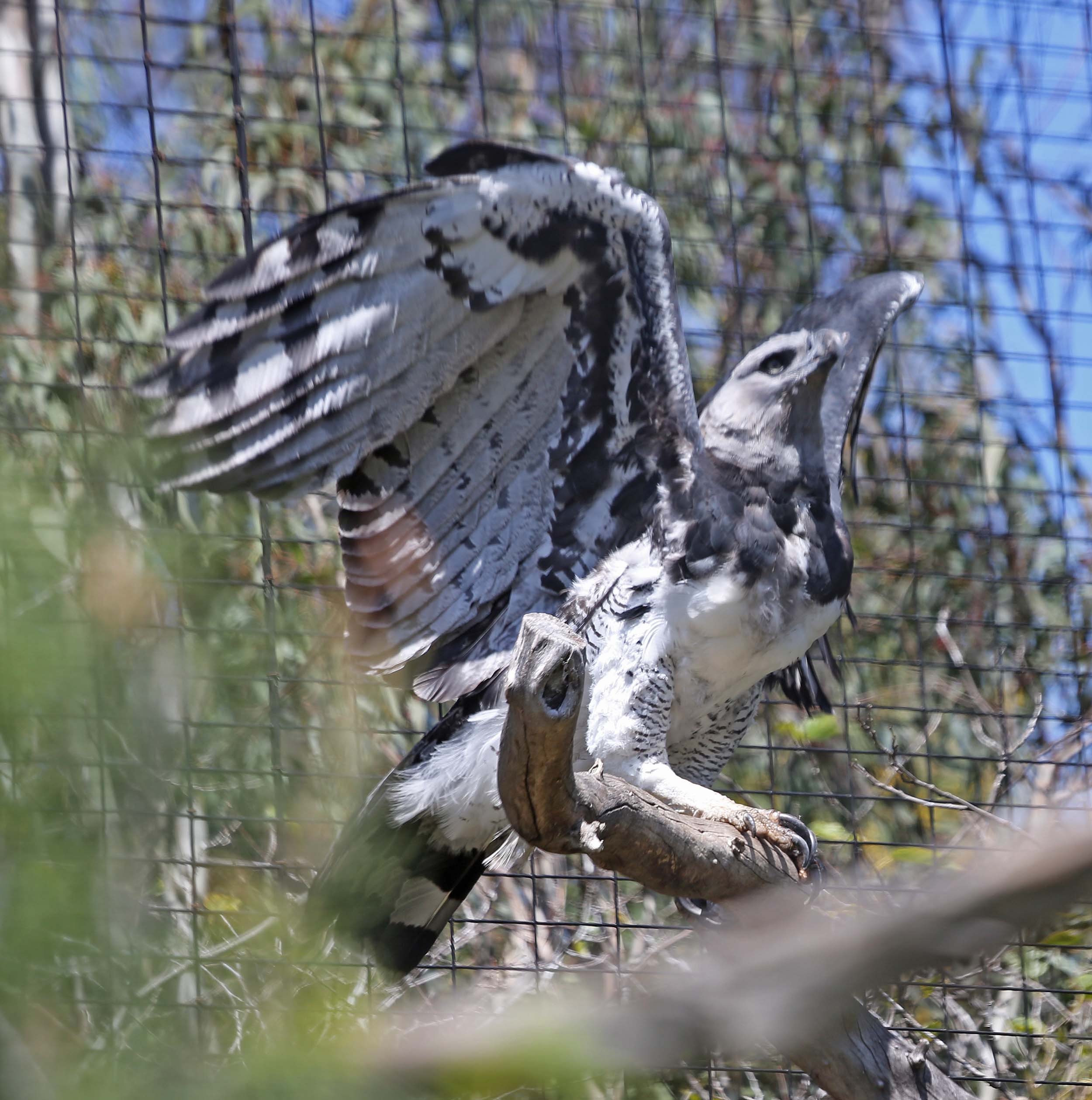 Pictures and information on Harpy Eagle
