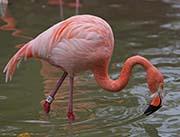 Picture/image of American Flamingo