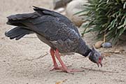 Picture/image of Southern Screamer