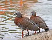 Picture/image of Ashy-headed Goose