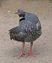 Picture/image of Southern Screamer