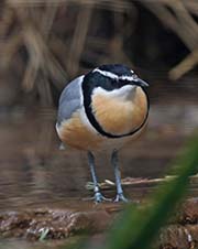 Picture/image of Egyptian Plover
